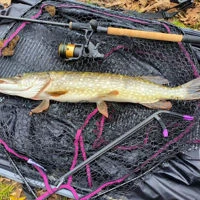 Wychwood Agitator Folding Predator Nets